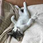 Profile Picture of chto (@krassian) on Instagram