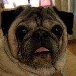 Profile Picture of Lisa Barrack Puckett (@lbp5328) on Instagram