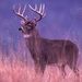 Profile Picture of Andy Benoit (@andybenoit6579) on Pinterest