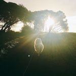 Profile Picture of Alice Lee (@alice_flash) on Instagram