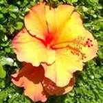 Profile Picture of Debbie Clark-Poteet (@debbieclarkpoteet) on Instagram