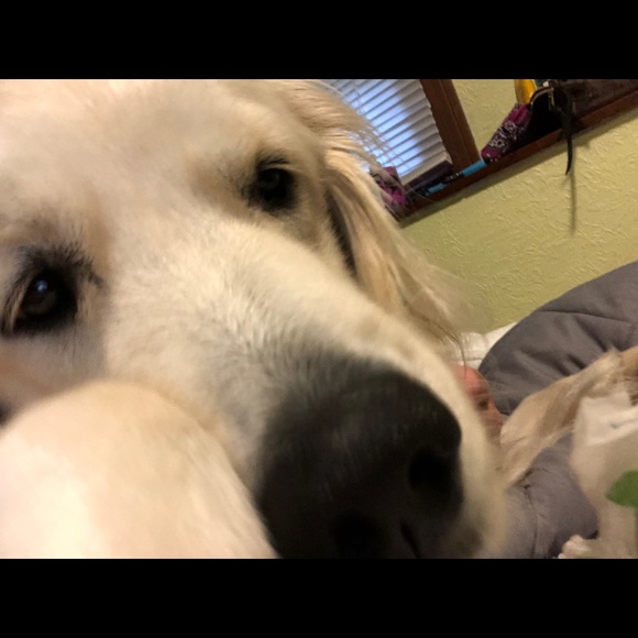 Profile Picture of Nicholas Kenyon (@nickgoat) on Poshmark