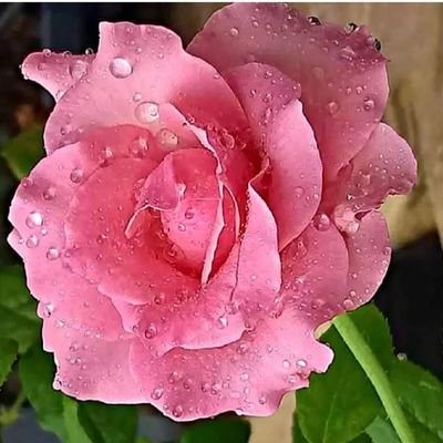 Profile Picture of MOHAMMAD SALMAN BAIG (@MOHAMMA60746860) on Twitter