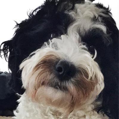 Profile Picture of Paul Castle (@hewletthouse) on Twitter