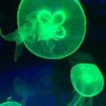 Profile Picture of Jorge Alberto Viana Lases (@vianalases) on Instagram