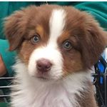 Profile Picture of Kevin the Australian Shepard (@kevingotoyourroom) on Instagram