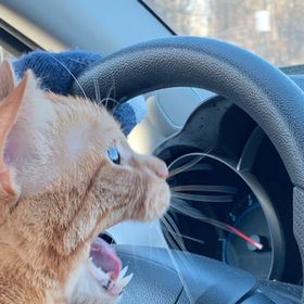 Profile Picture of Roni Neumann (@zuri2000) on Pinterest