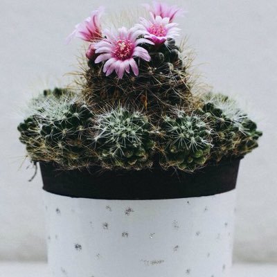 Profile Picture of Nancy Howe (@NancyHoweee) on Twitter