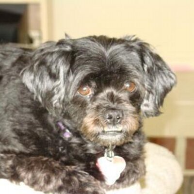 Profile Picture of Robert Egbert (@1choice4yourpet) on Twitter