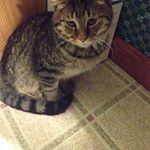 Profile Picture of Randy Swann (@swannrandy) on Instagram