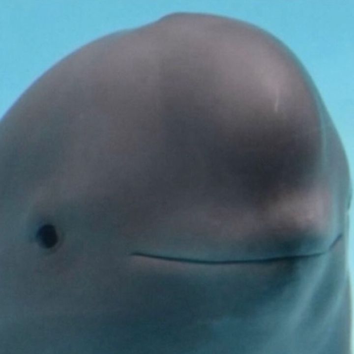 Profile Picture of Kat Considine (@katconsidine87) on Tiktok