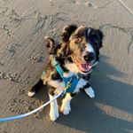 Profile Picture of Kepler 🌌 Border Collie (@trailandkepler) on Instagram