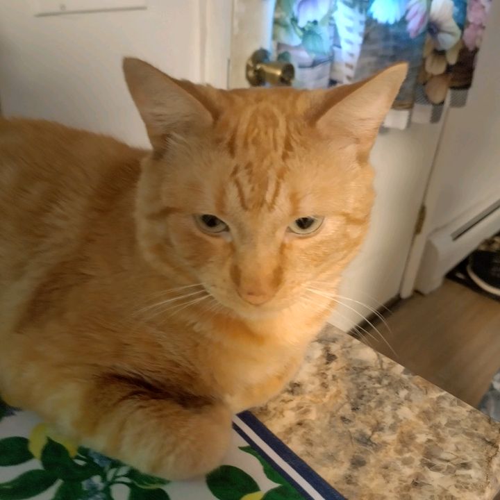 Profile Picture of Brycelikeseverything (@shawntruman1) on Tiktok