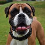 Profile Picture of Baxter aka Boxer (@baxterakaboxer) on Instagram