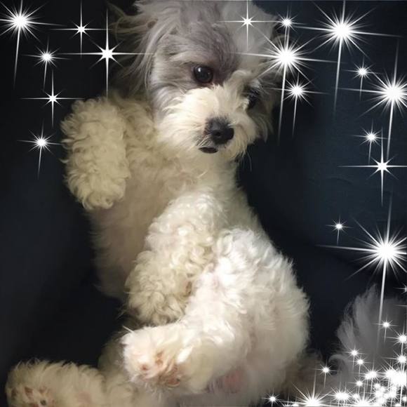 Profile Picture of Bonnie Rustay (@bonnierustay) on Poshmark