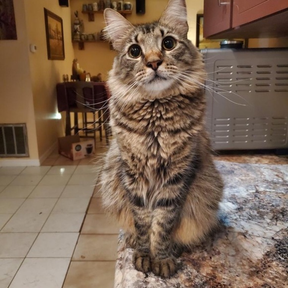 Profile Picture of Mindy Meier hulser (@catloverssmw) on Poshmark