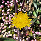 Profile Picture of Michael Chuang (@michaelchuang4063) on Youtube