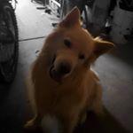 Profile Picture of Javier Simental (@trickrtreat86) on Instagram