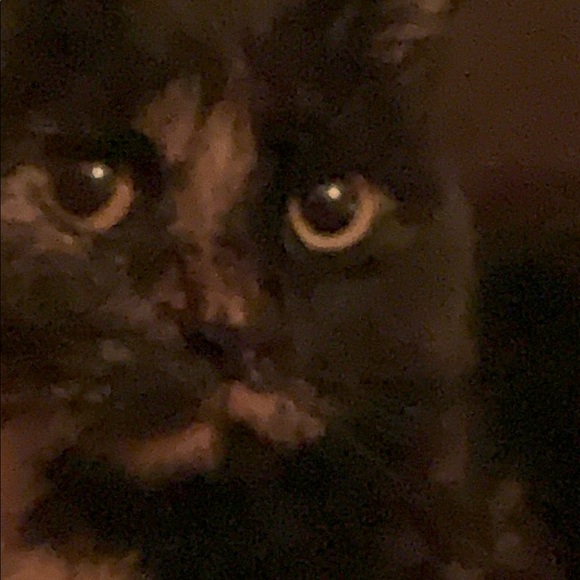 Profile Picture of Olivia Scully (@oliviascully26) on Poshmark