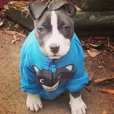 Profile Picture of Daniel Yepez (@danielyepez18) on Twitter