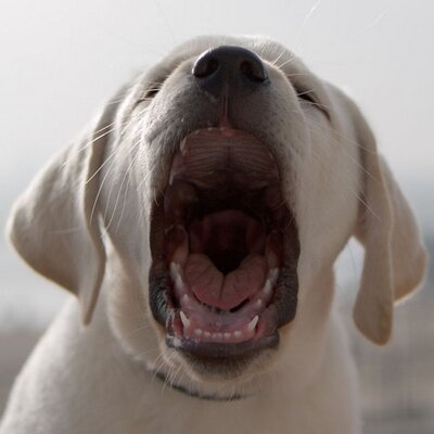 Profile Picture of Andy Sheng (@petphotosla) on Twitter