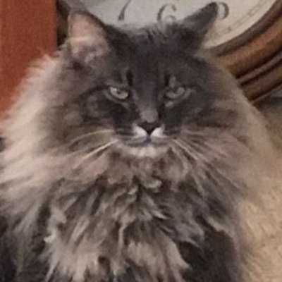 Profile Picture of Jodi Moisan (@JodiMoisan) on Twitter