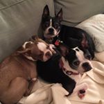 Profile Picture of Lisa Heckathorn (@lmhbioteach) on Instagram