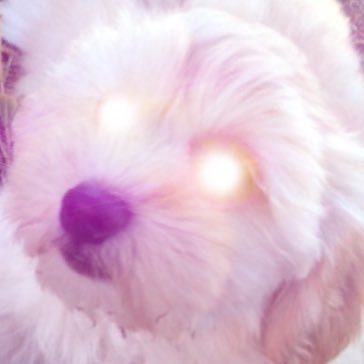 Profile Picture of THE PLEASANT PEASANT (@AverageCaliJoe) on Twitter