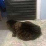 Profile Picture of Nick Molnar (@nickmolnarjr) on Instagram