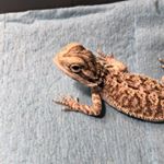 Profile Picture of Grady the Beardie (@gradythebeardie) on Instagram