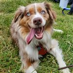 Bennett Lamar Knowles - Instagram Profile Picture of Bennett Lamar Knowles (@bennett.mini.aussie) on Instagram