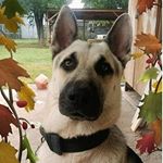 Profile Picture of Max (@max_shepherd2) on Instagram