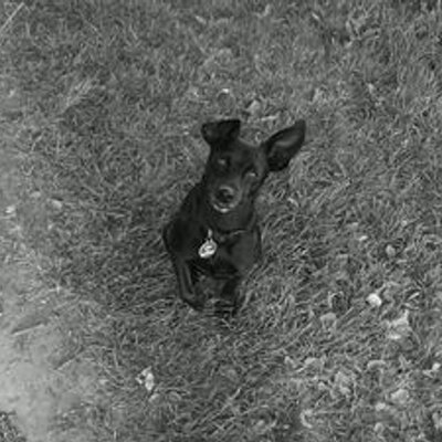 Profile Picture of Jessica Wegener (@toby_speedy) on Twitter