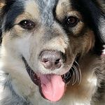 Profile Picture of Sarah Blake-purvis (@fluffchops) on Instagram