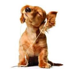Profile Picture of Andrew Halpin (@Halpdog1) on Twitter