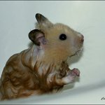 Profile Picture of Alvin Holmes (@alvinholmes) on Instagram