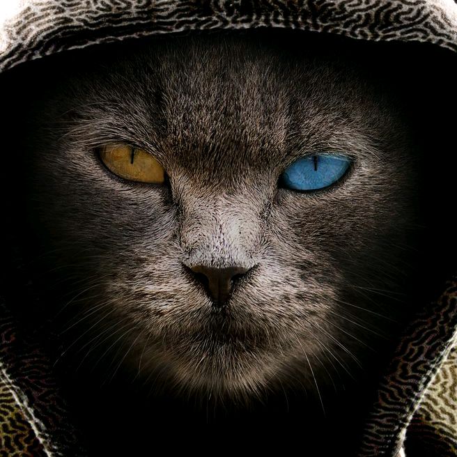 Profile Picture of Rafik Mansouri378 (@rafikmansouri378) on Tiktok