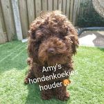 Profile Picture of Amy's hondenkoekjes houder🐶 (@amy_hondenkoekjes_houder) on Instagram
