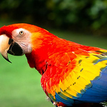 Profile Picture of Josh Lim (@mountaincatzz) on Flickr