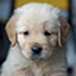 Profile Picture of Mike Huang (@jcmike30) on Flickr