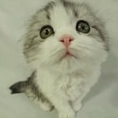 Profile Picture of John W Jarrett (@NfCKitten) on Twitter