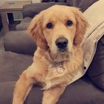 Profile Photo of Barry (@barry_golden_pup) on Instagram