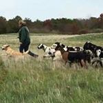 Profile Picture of Robin Gibbs (@milridgefarm) on Instagram