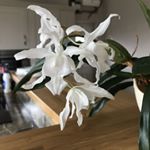 Profile Picture of Carol Hook (@carolhook6126) on Instagram
