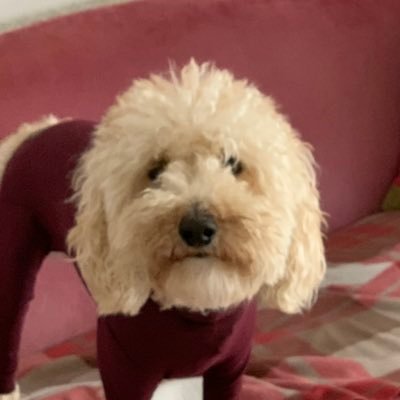 Profile Picture of David Lombari (@DLombari) on Twitter