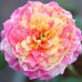 Profile Picture of Meghan Trinh (@thuyngan.trinh.102) on Facebook