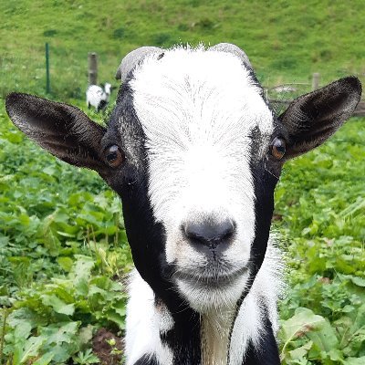 Profile Picture of David Pesce (@DavidPesce15) on Twitter