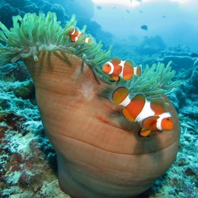 Profile Picture of 平田容子 (@yokohirata1118) on Twitter