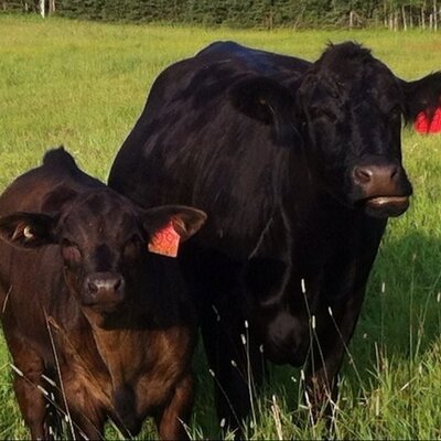 Profile Picture of Chad VanderMeer (@ChadVanderMeer) on Twitter