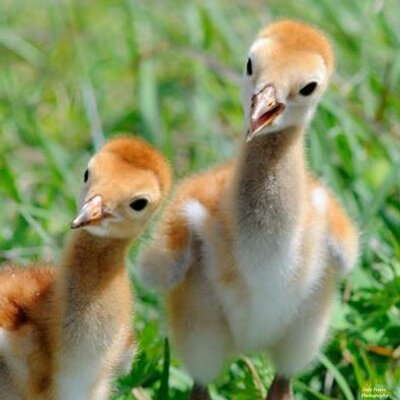 Profile Picture of Diane Schroeder (@DianePSchroeder) on Twitter